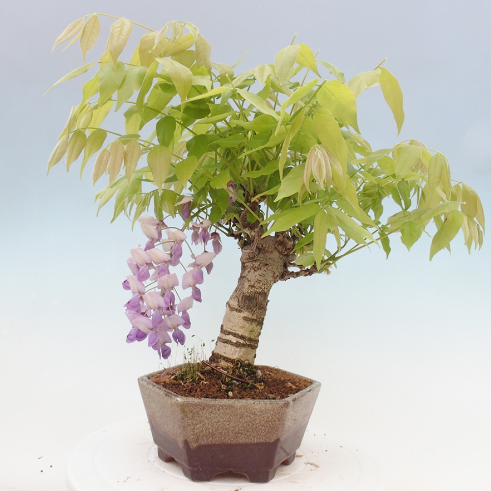 Vonkajšia bonsai - Vistarie kvetnatá - Wisteria floribunda