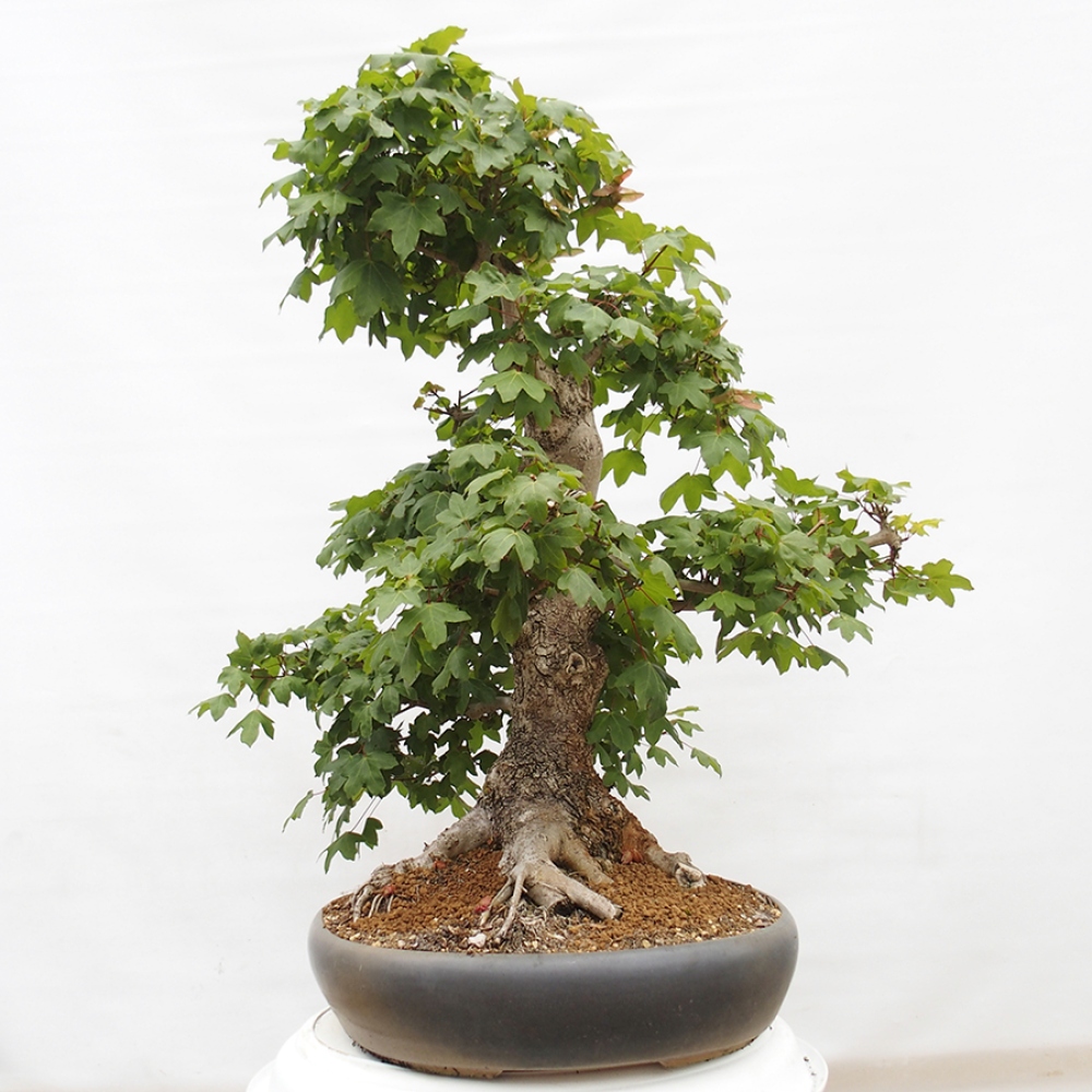 Vonkajší bonsai -Javor babyka - Acer campestre