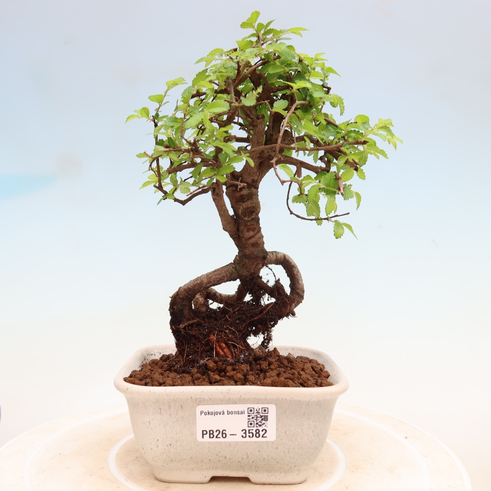 Izbový bonsaj - Ulmus parvifolia - brest malolistý