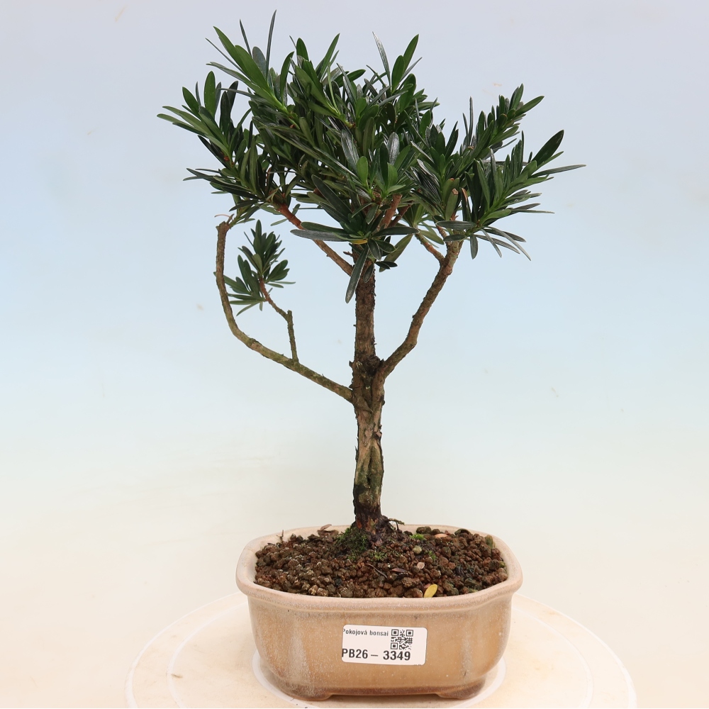 Izbové bonsaje - Podocarpus - Kamenný tis