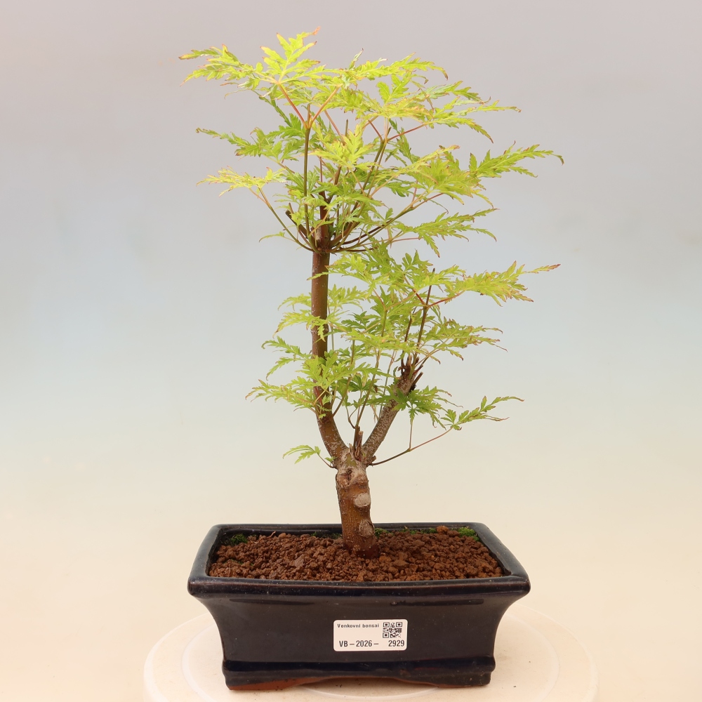 Vonkajší bonsai – Acer palmatum Dissectum – javor dlaňolistý 