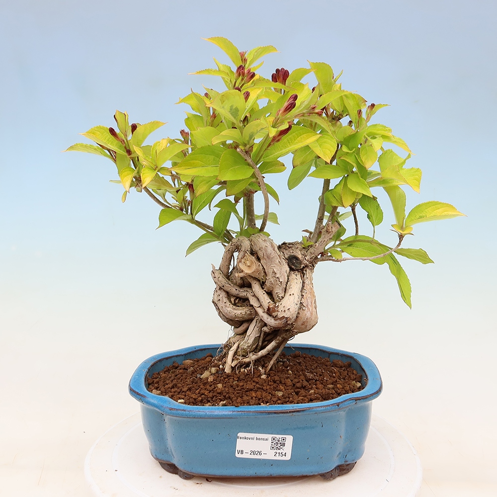 Vonkajší bonsai – Weigela subsessilis – vajgélia kórejská