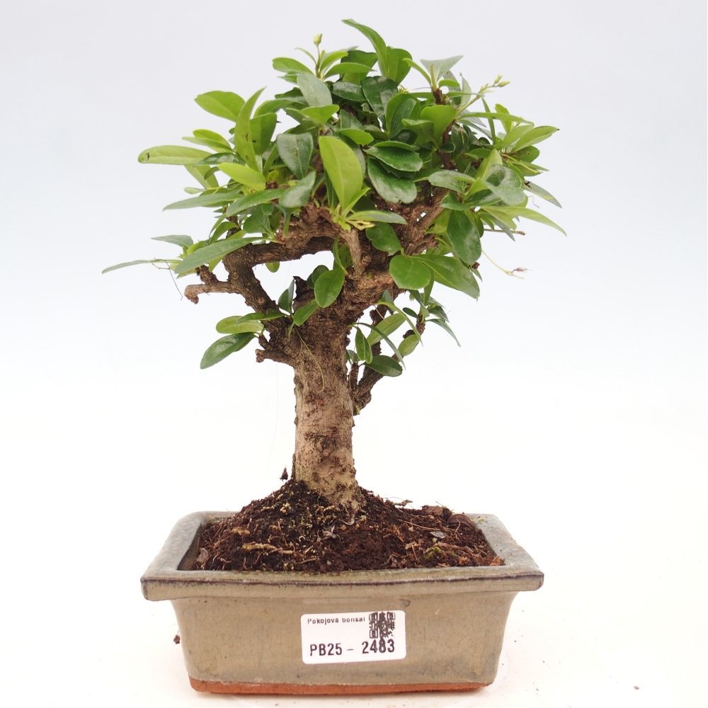 Izbová bonsai - Carmona macrophylla - Čaj fuki