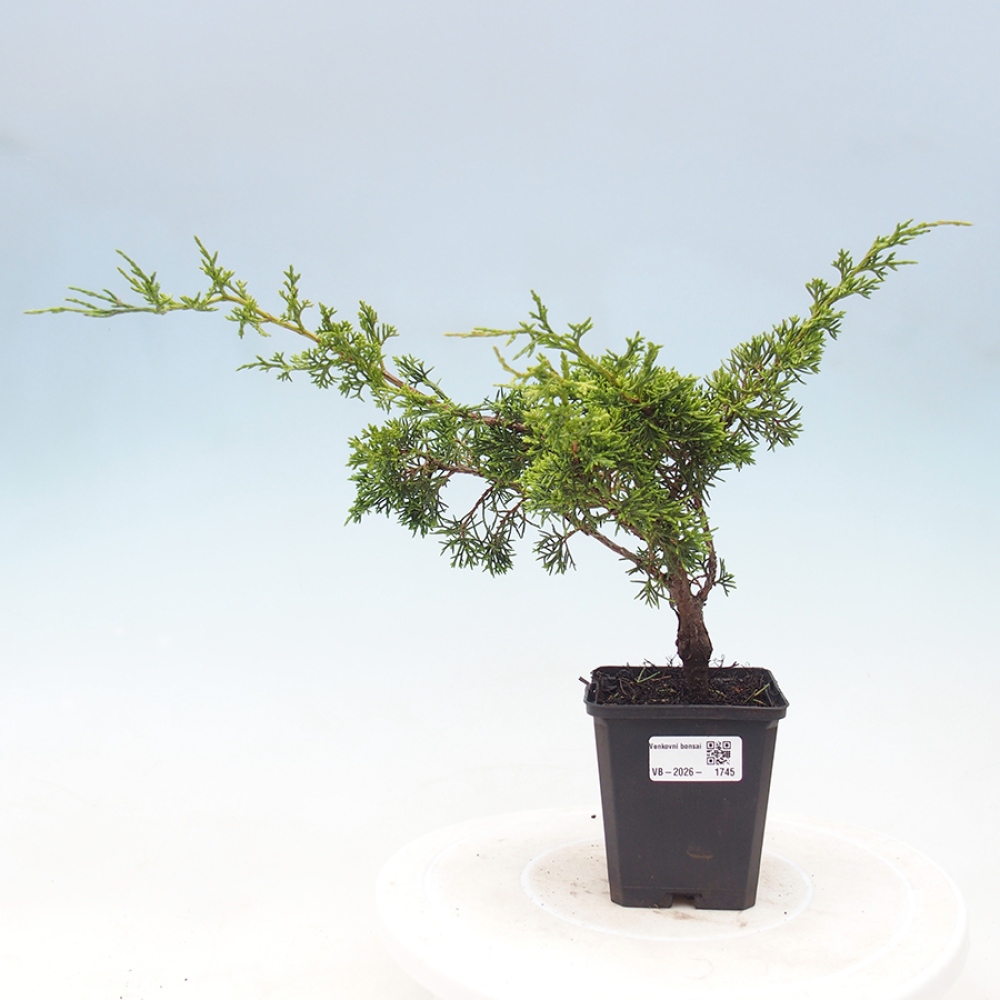 Vonkajší bonsaj - Juniperus chinensis Itoigawa