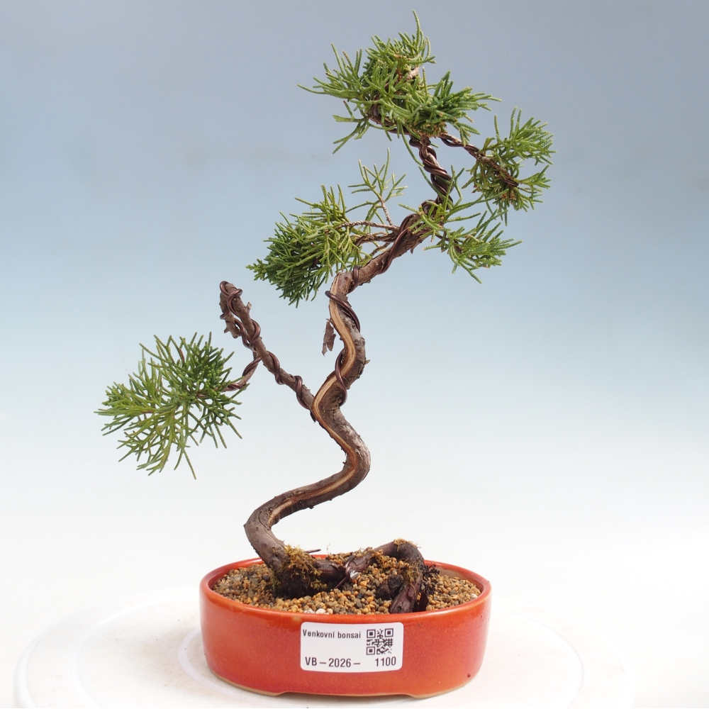 Vonkajší bonsaj - Juniperus chinensis Kishu