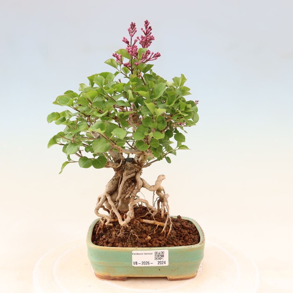 Vonkajší bonsaj - Syringa microphylla - drobnokvetý šeřík