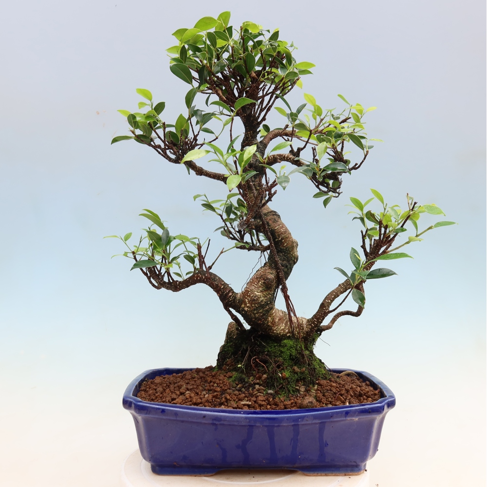 Izbové bonsaje - Ficus kimmen - drobnolistý fikus