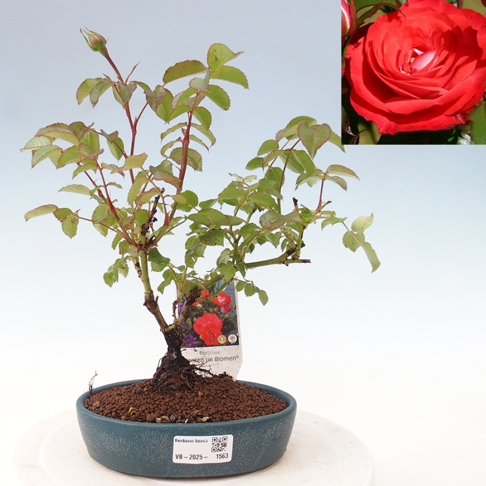 Vonkajší bonsai - Rosa Kordes - ruža