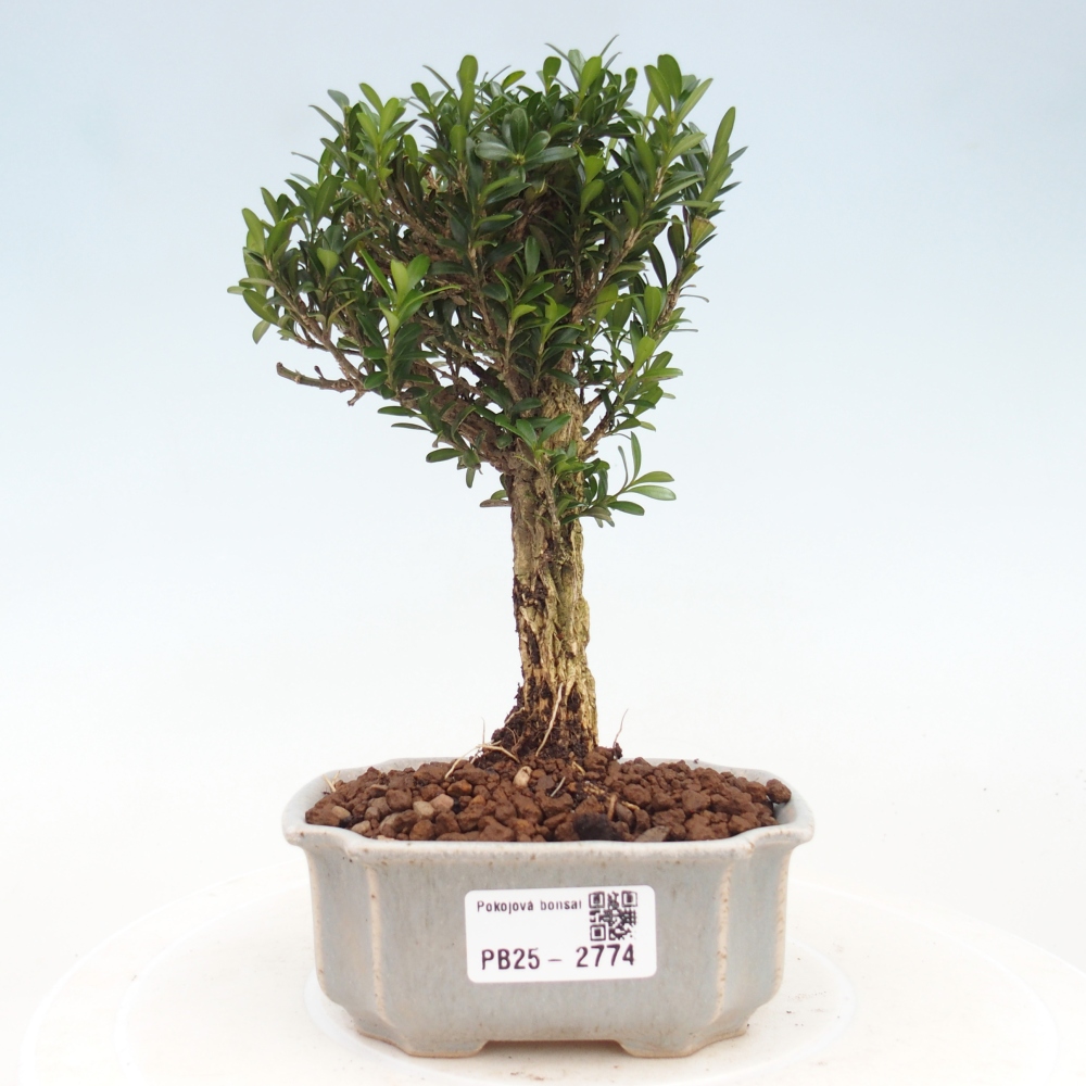 Izbová bonsai - Buxus harlandii -korkový buxus
