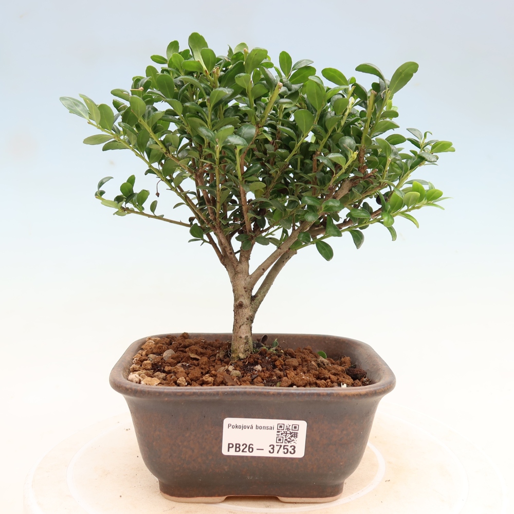 Izbový bonsaj - Ilex crenata - Cesmína