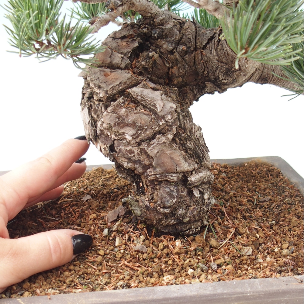 Vonkajšie bonsai - Pinus parviflora - Borovica drobnokvetá