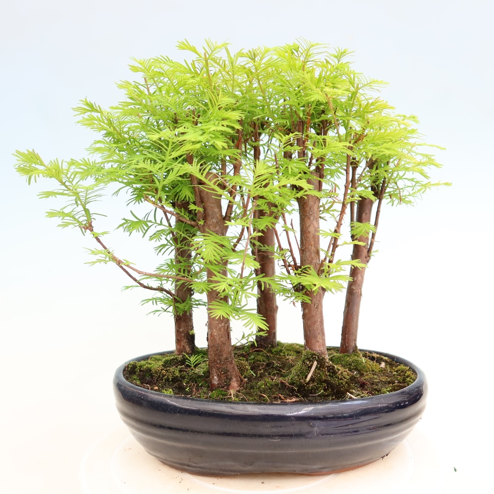 Vonkajší bonsai – Metasequoia glyptostroboides – čínska metasekvoja – hájik