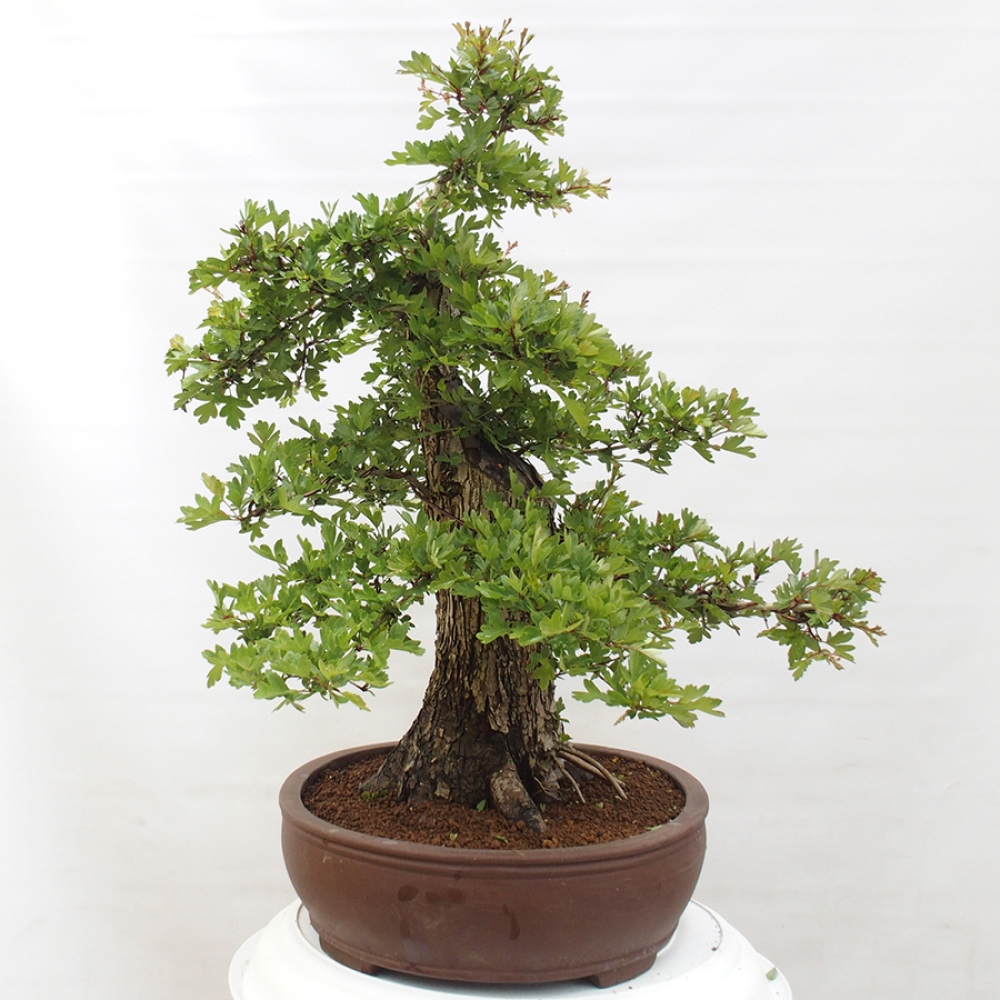 Vonkajší bonsai - Hloh - Crataegus monogyna