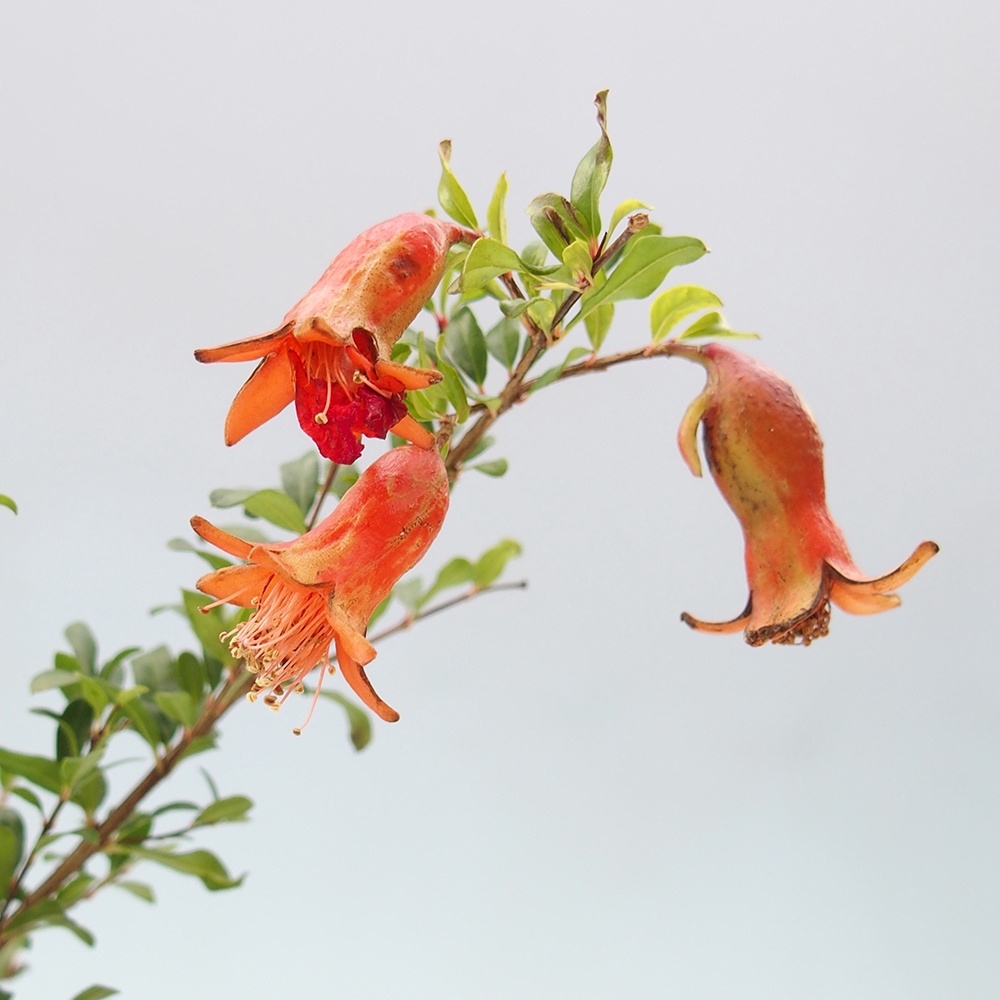 Izbový bonsaj-PUNICA granatum nana-Granátové jablko