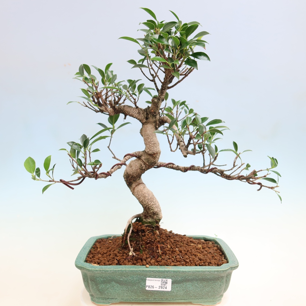 Izbové bonsaje - Ficus kimmen - drobnolistý fikus