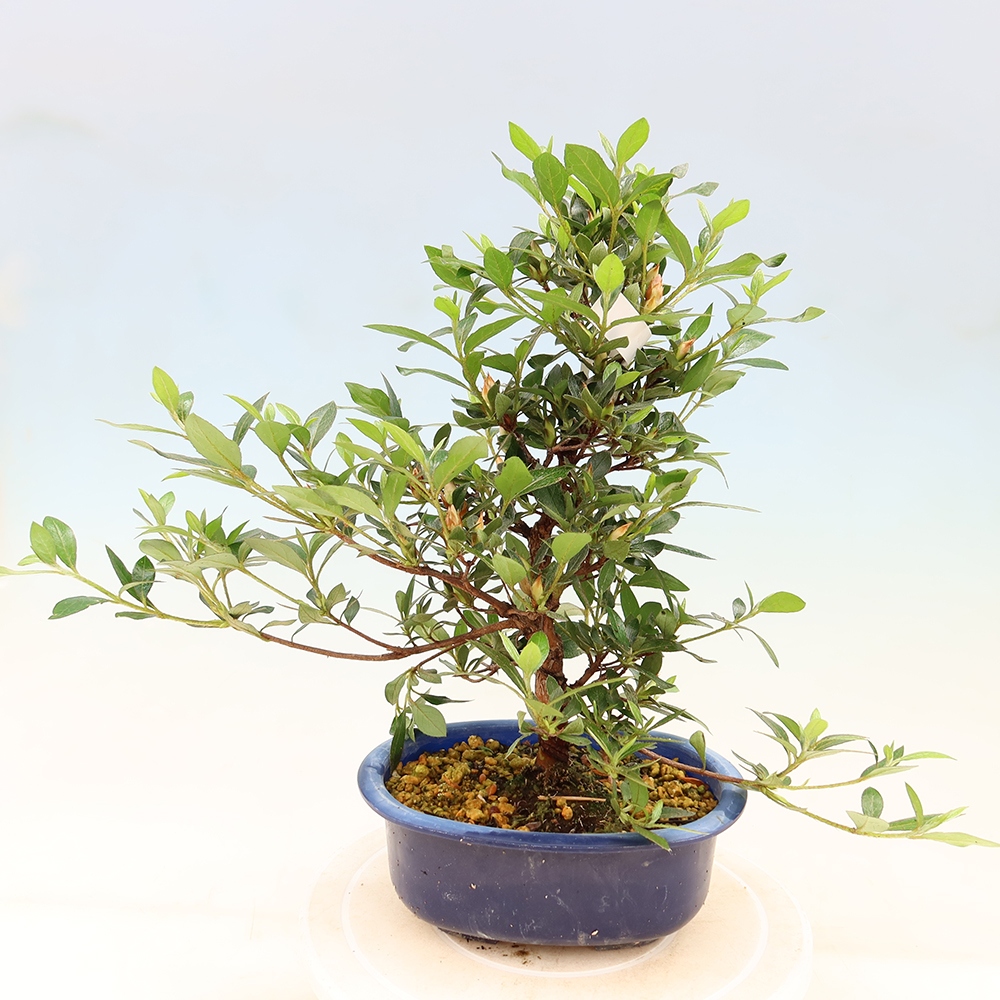 Vonkajšie bonsaje - Japonské azalky - Azalea Shinsei