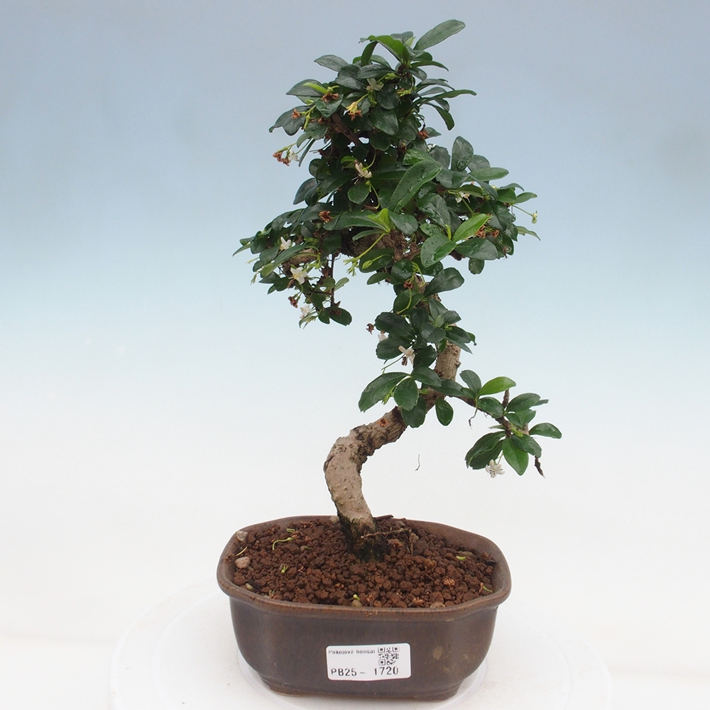 Izbová bonsai - Carmona macrophylla - Čaj fuki