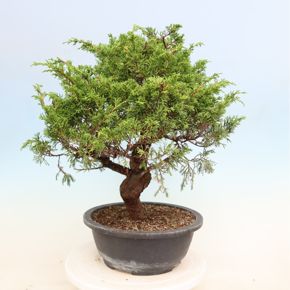 Vonkajší bonsai – Juniperus chinensis Itoigawa – čínsky jalovec
