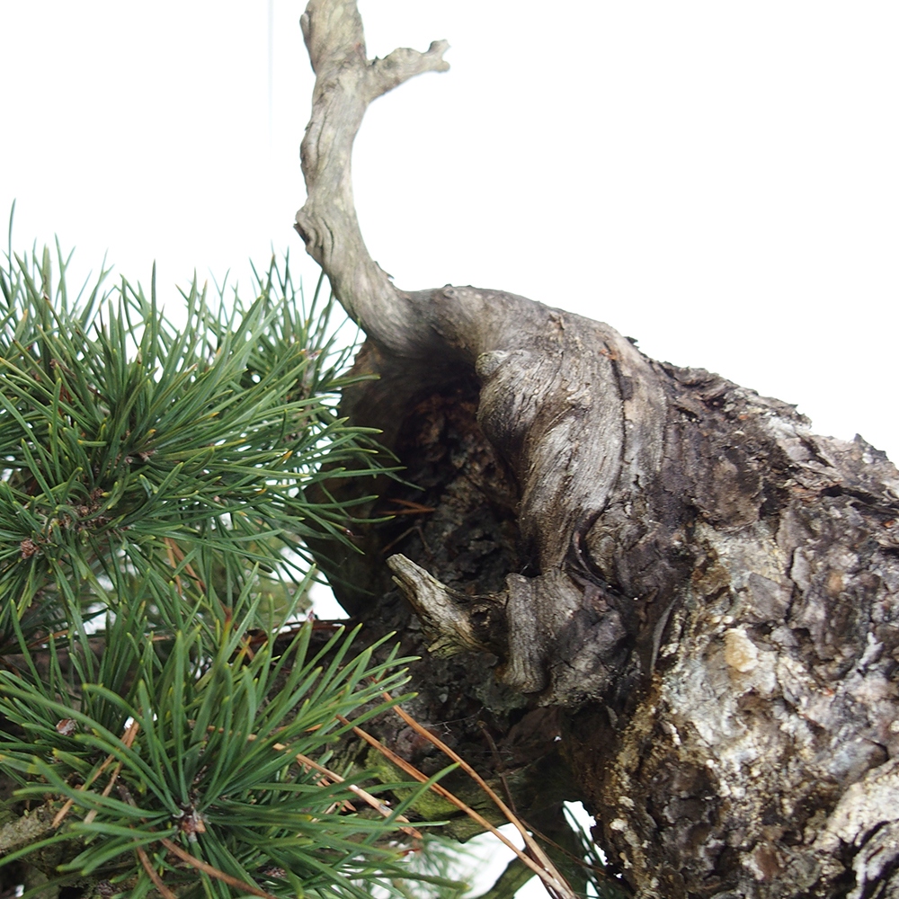 Yamadori - Pinus sylvestris Španielsko