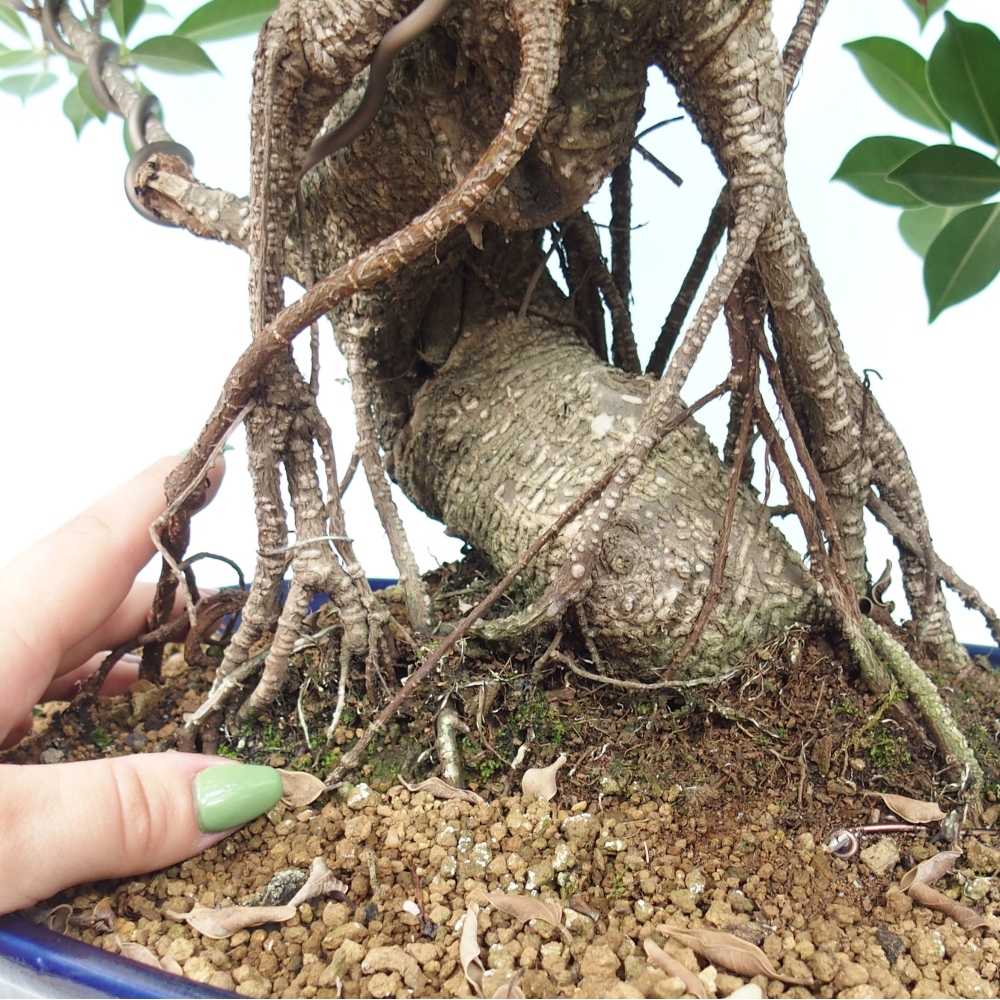 Izbový bonsaj - Ficus kimmen - drobnolistý fikus - len osobný odber alebo preprava na paletách