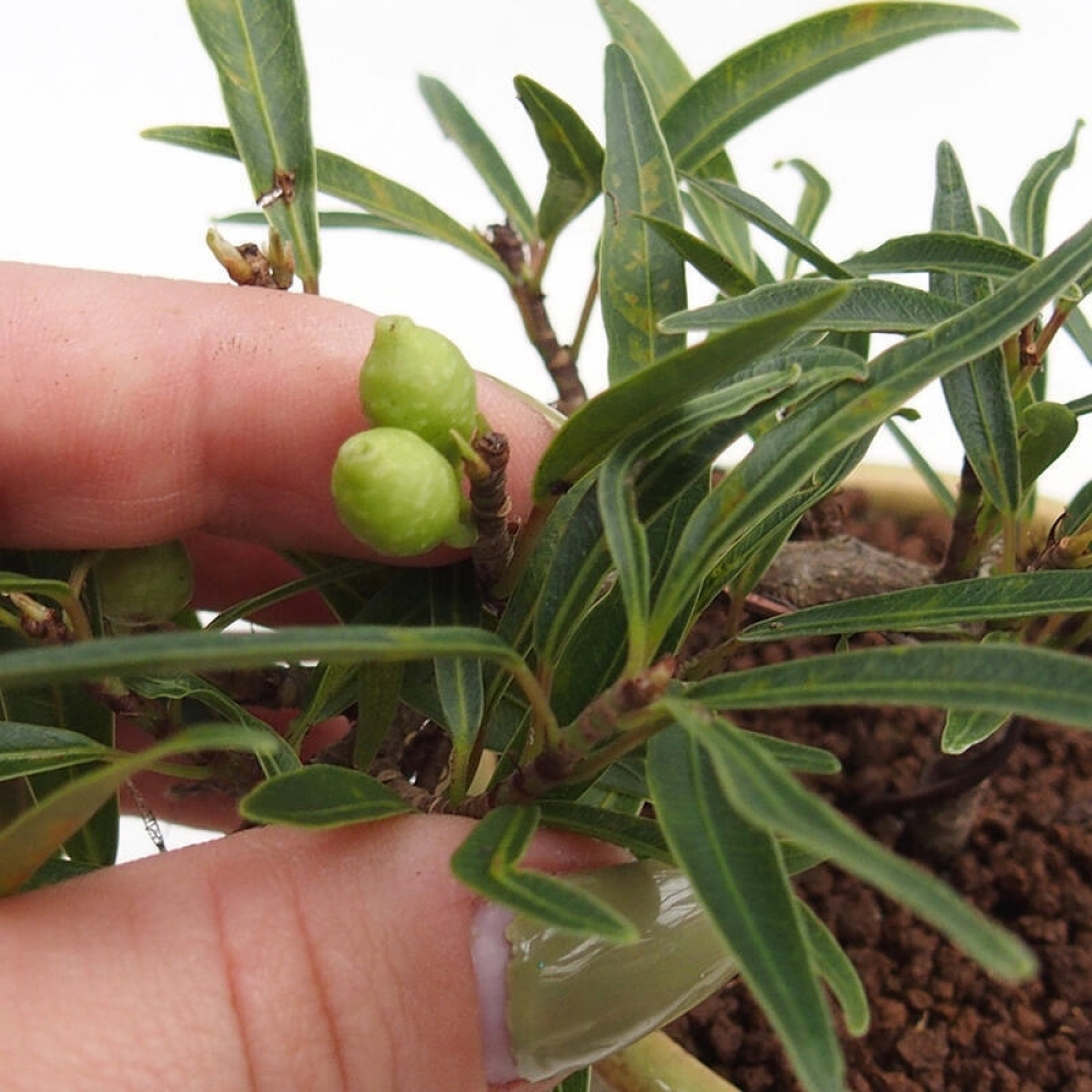 Izbový bonsaj - Ficus nerifolia - drobnolistý fikus v nádobe