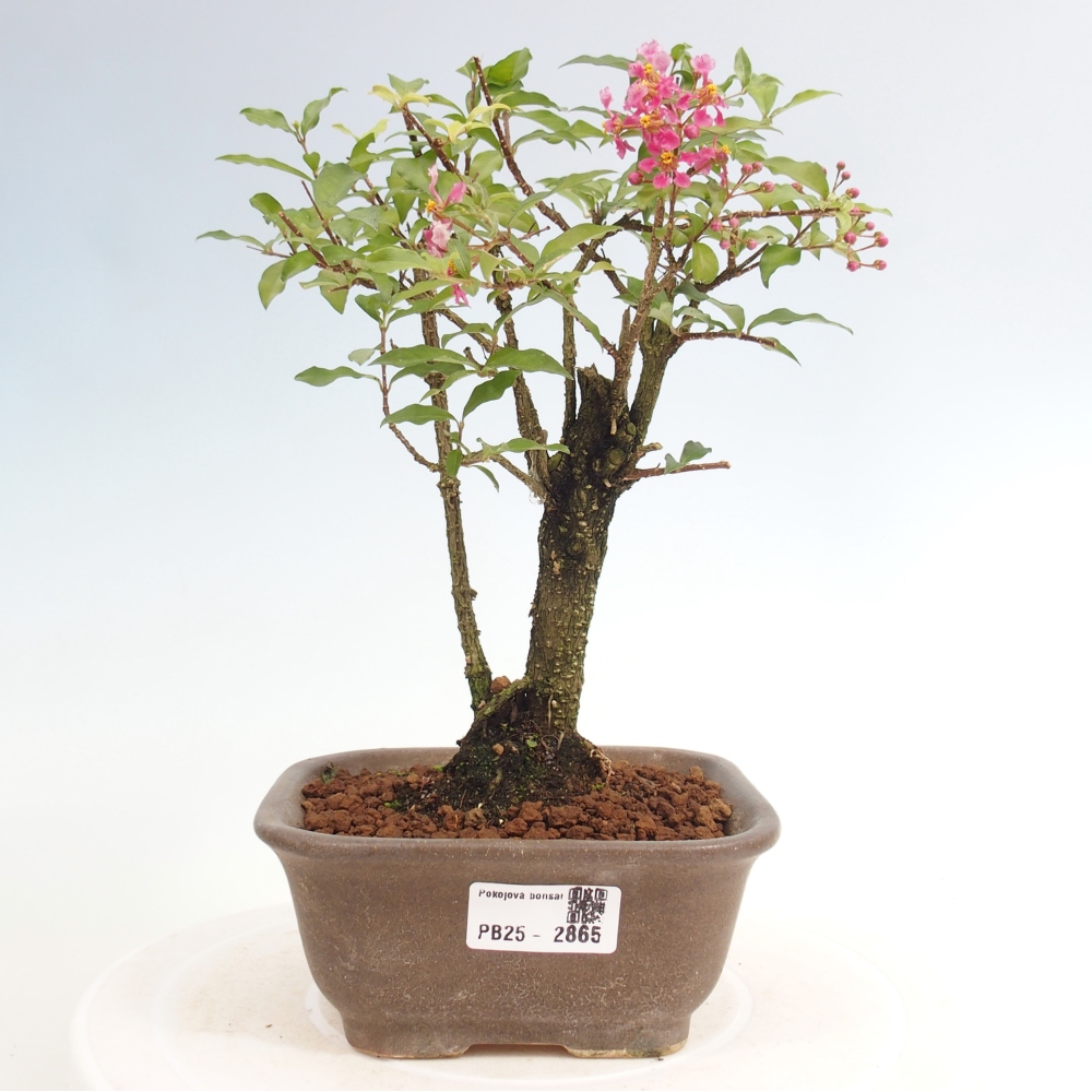Izbová bonsai - Malpighia coccigera- Barbdorská čerešňa