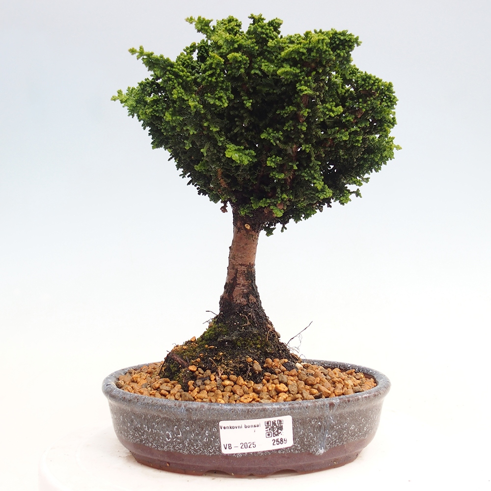 Vonkajšie bonsai - Cham. obtusa SEKKA HINOKI - Cyprus
