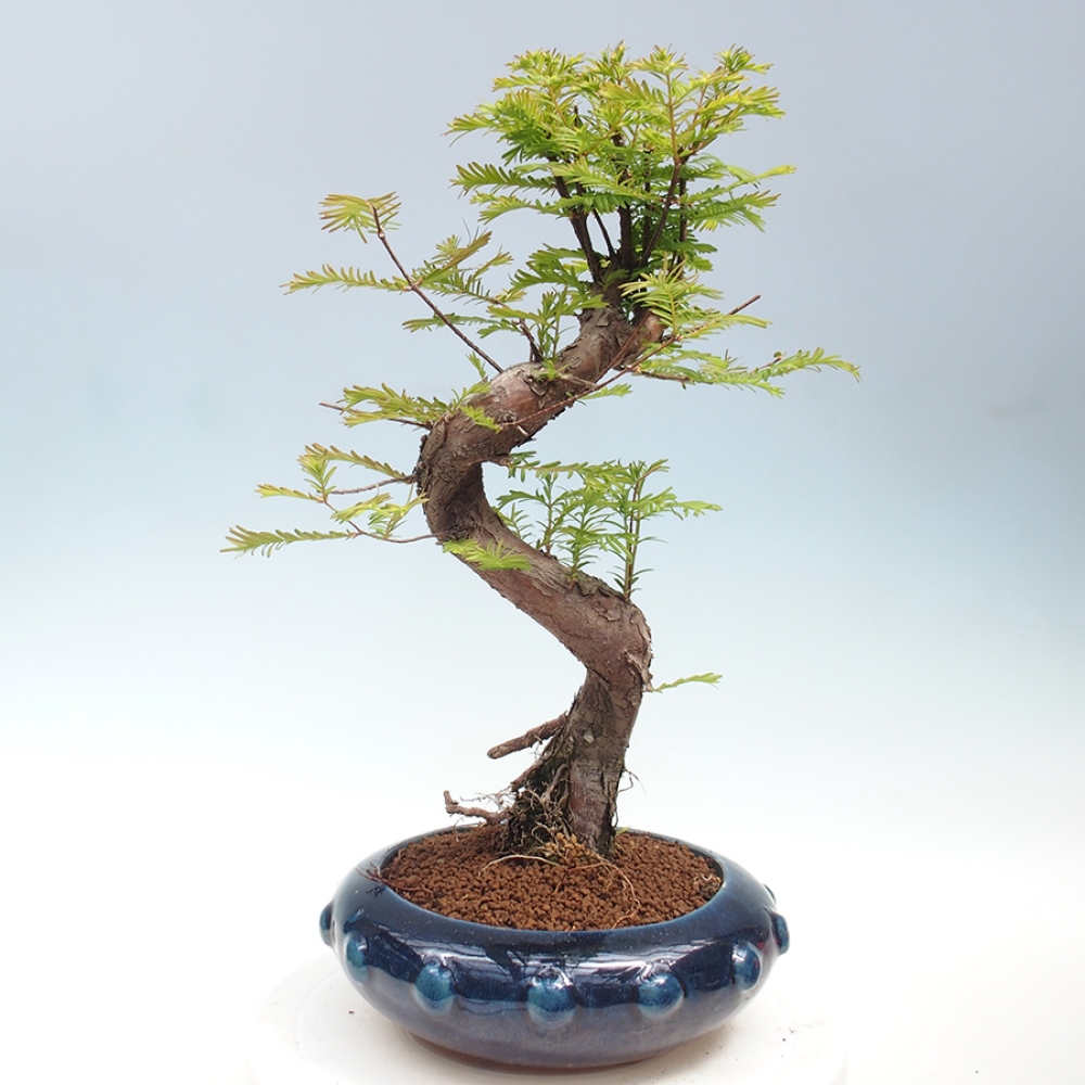 Vonkajšie bonsai - Metasequoia glyptostroboides - Metasekvoja Čínska