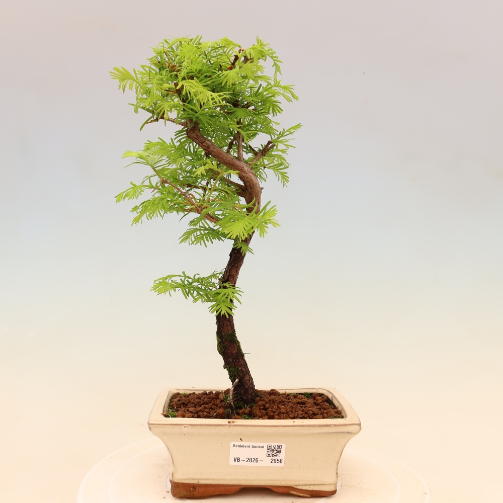 Vonkajšie bonsaje - Metasequoia glyptostroboides - čínska metasekvoja