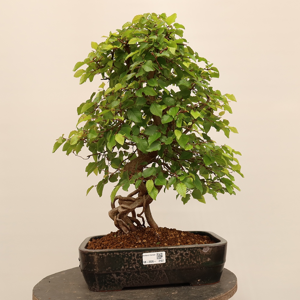 Vonkajší bonsai -Carpinus Coreana - Hrab kórejský
