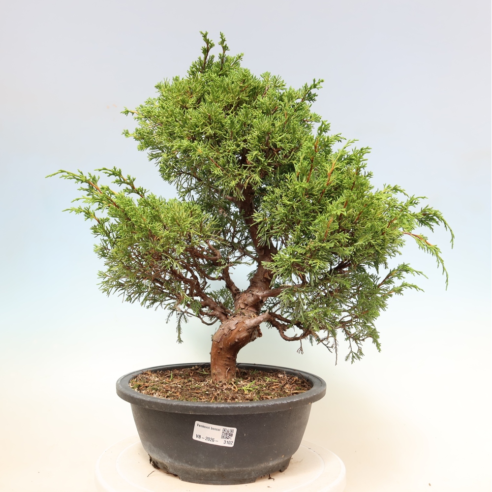 Vonkajší bonsai – Juniperus chinensis Itoigawa – čínsky jalovec