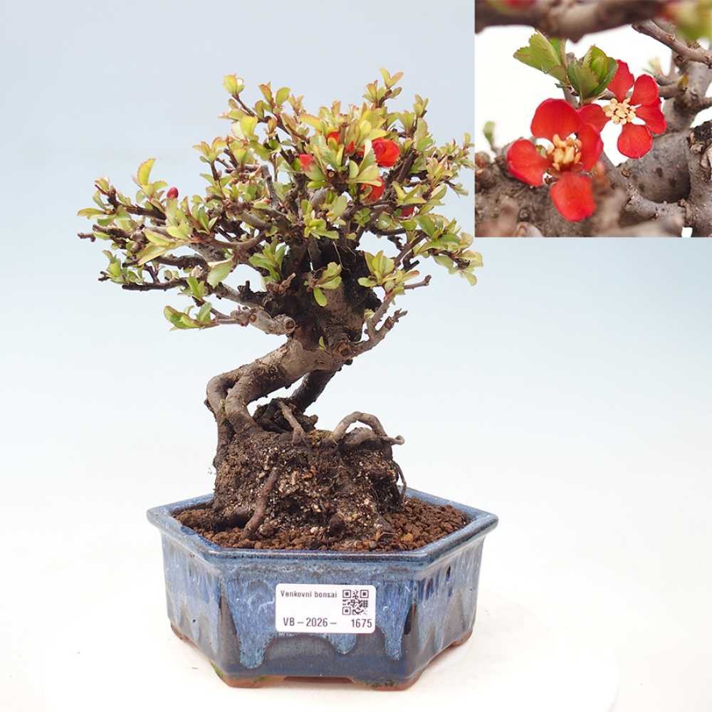 Vonkajšie bonsaje - Chaneomeles speciosa - Kdoule