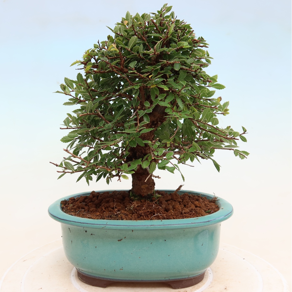 Vonkajšie bonsaje - Zelkova - Zelkova NIRE
