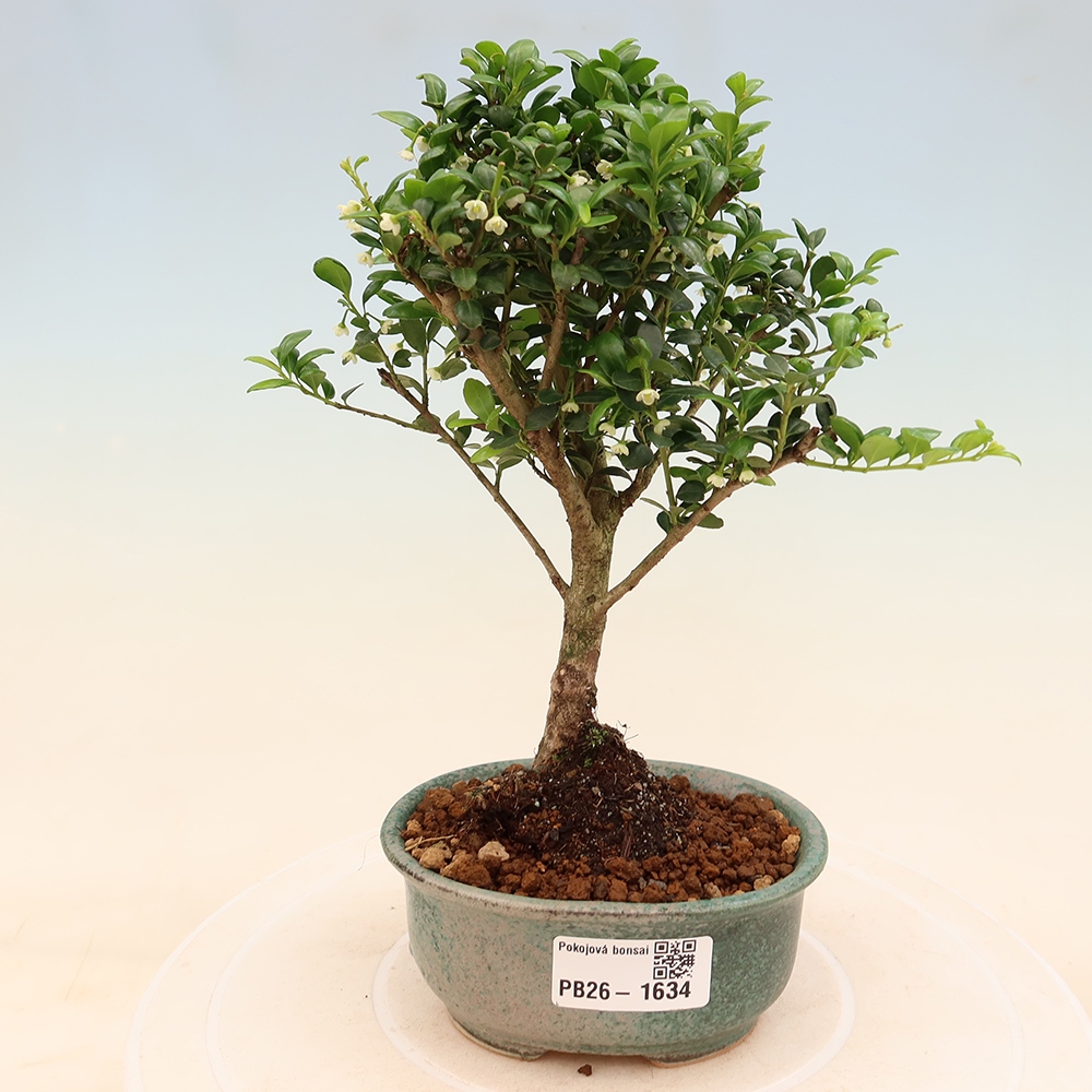 Izbový bonsaj - Ilex crenata - Cesmína