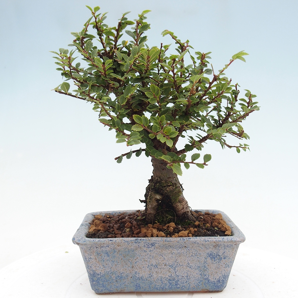 Vonkajší bonsai - Ulmus parvifolia Hokkaido - brest Čínsky