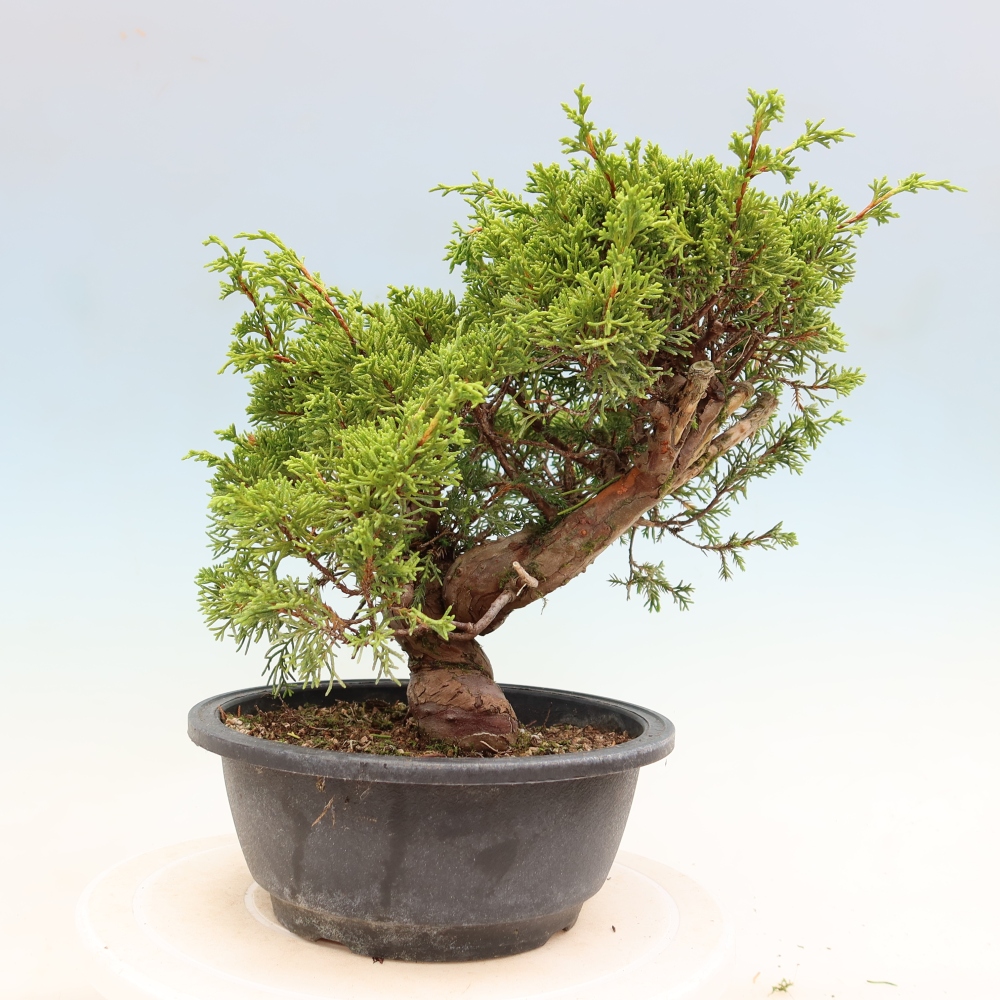 Vonkajší bonsai – Juniperus chinensis Itoigawa – čínsky jalovec