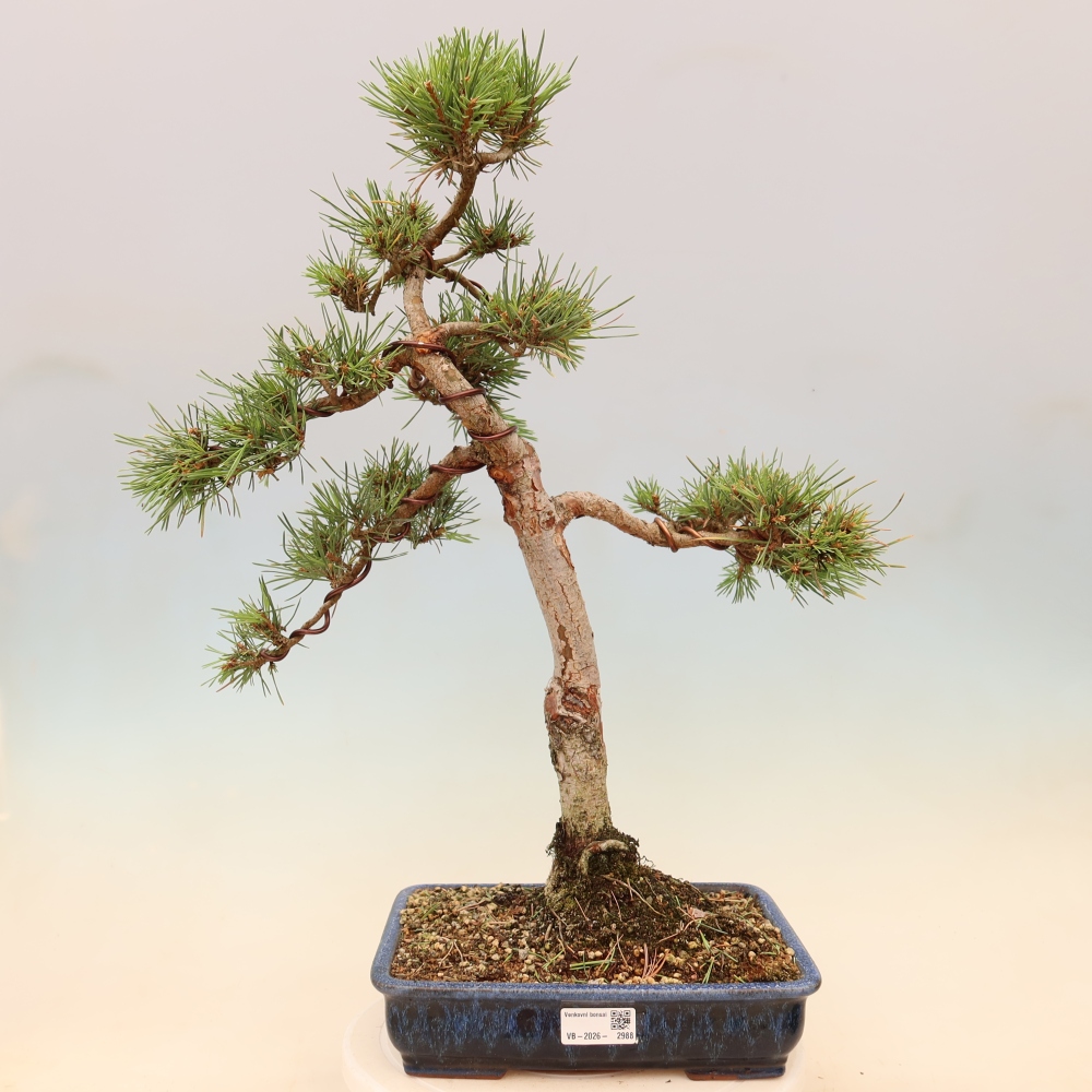 Vonkajšie bonsaje – Pinus sylvestris Watererri – borovica lesná
