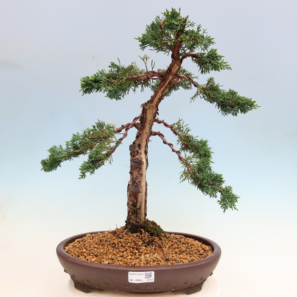 Vonkajší bonsaj - Juniperus chinensis Kishu