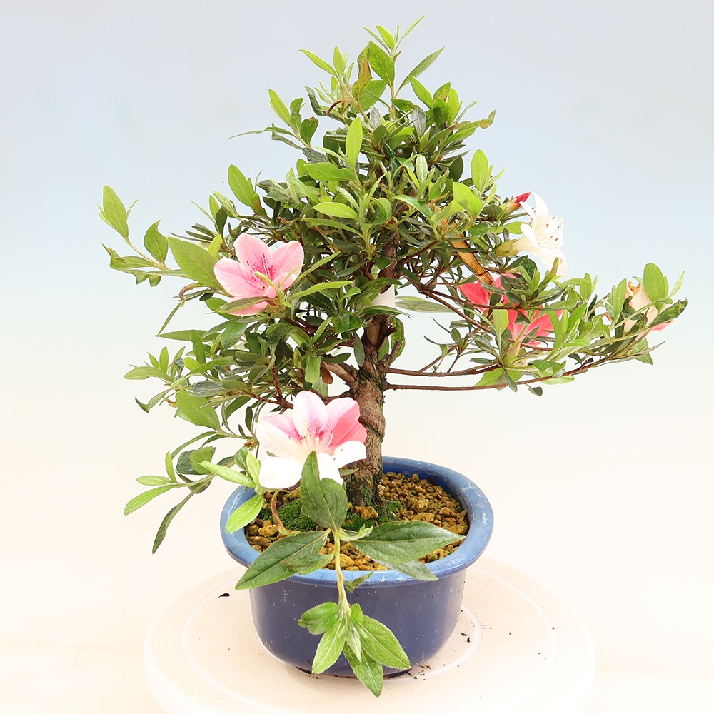 Vonkajšie bonsaje - Japonské azalky - Azalea Senhime