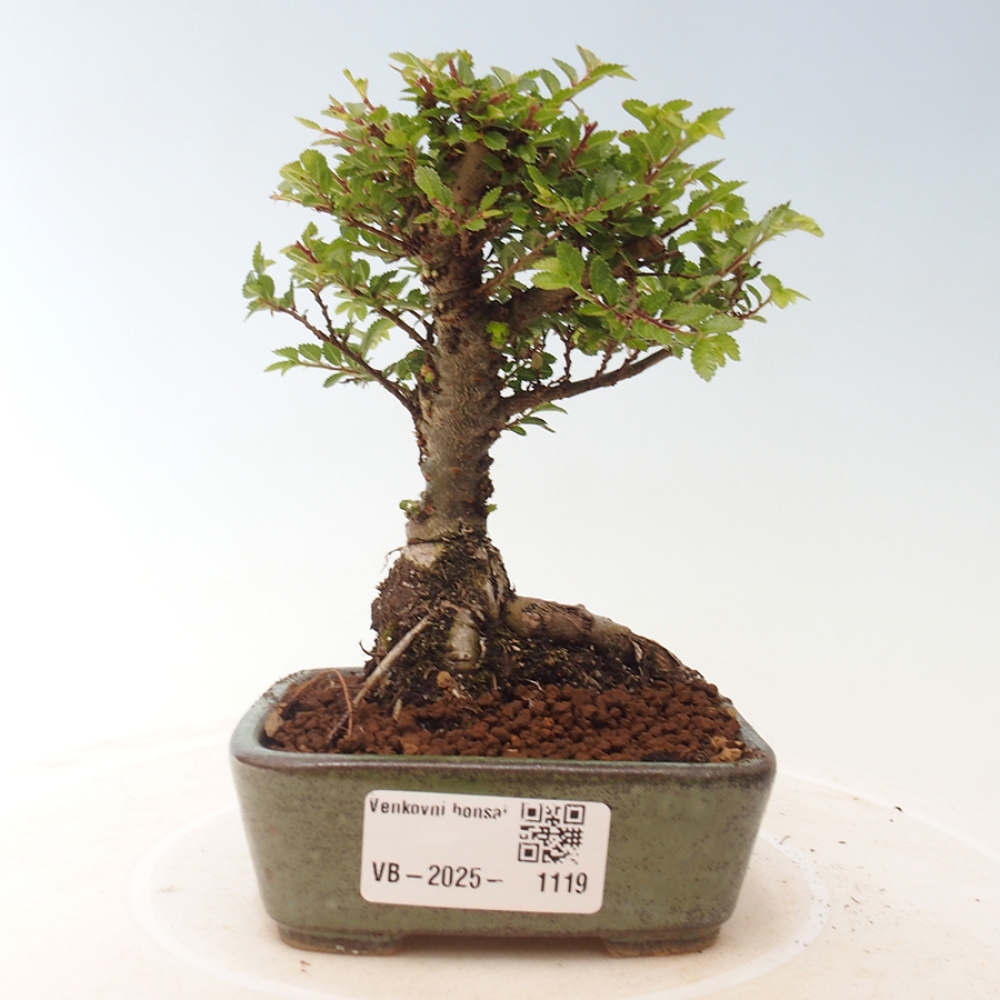 Vonkajší bonsai - Ulmus parvifolia Sagei - Malolistý brest