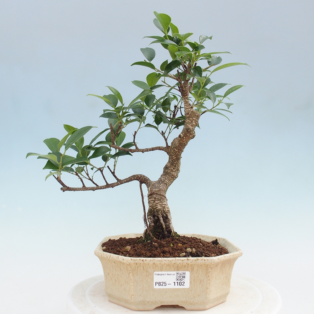 Izbová bonsai - Ficus retusa - malolistá fikus