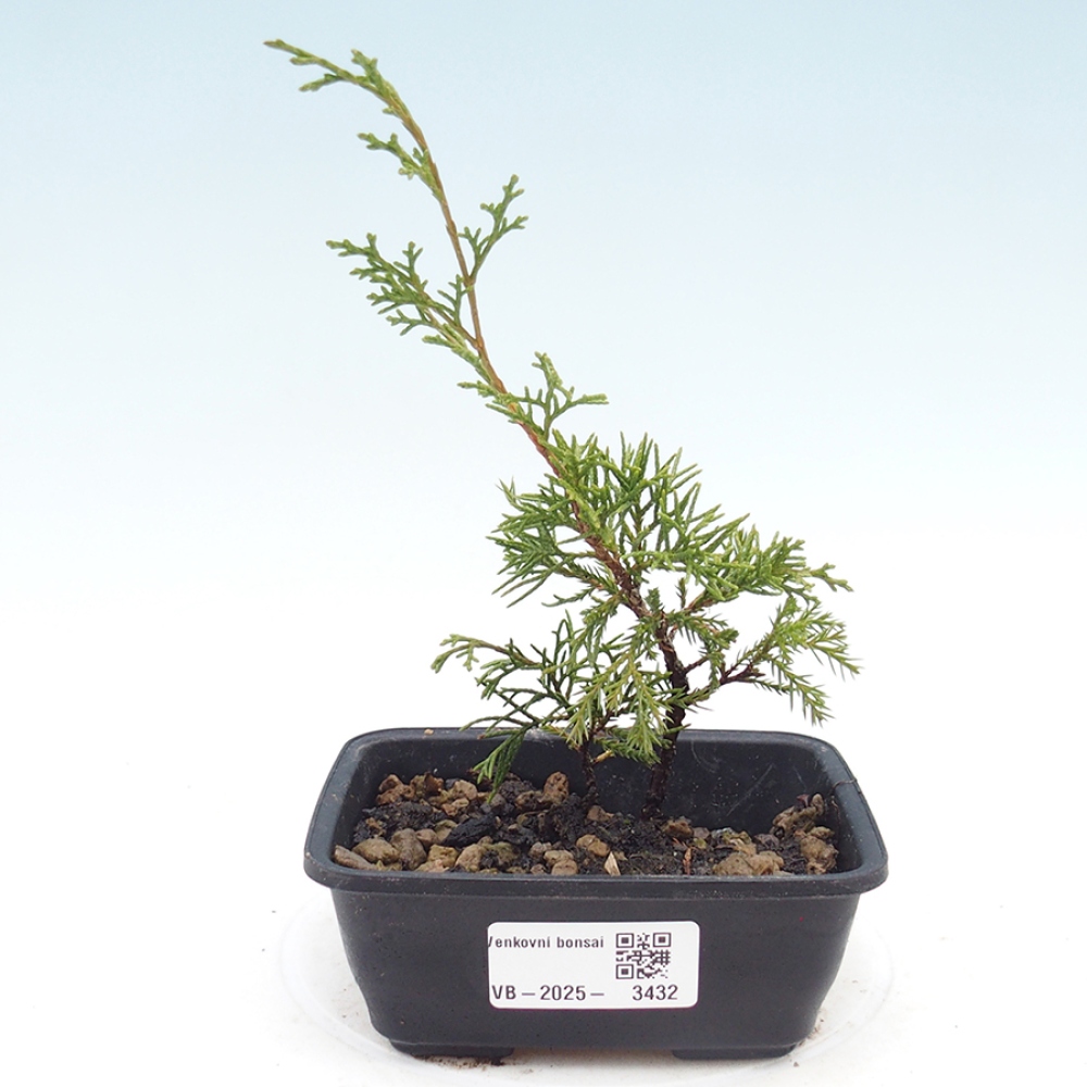 Vonkajší bonsai - Juniperus chinensis Itoigawa -Jalovec čínsky