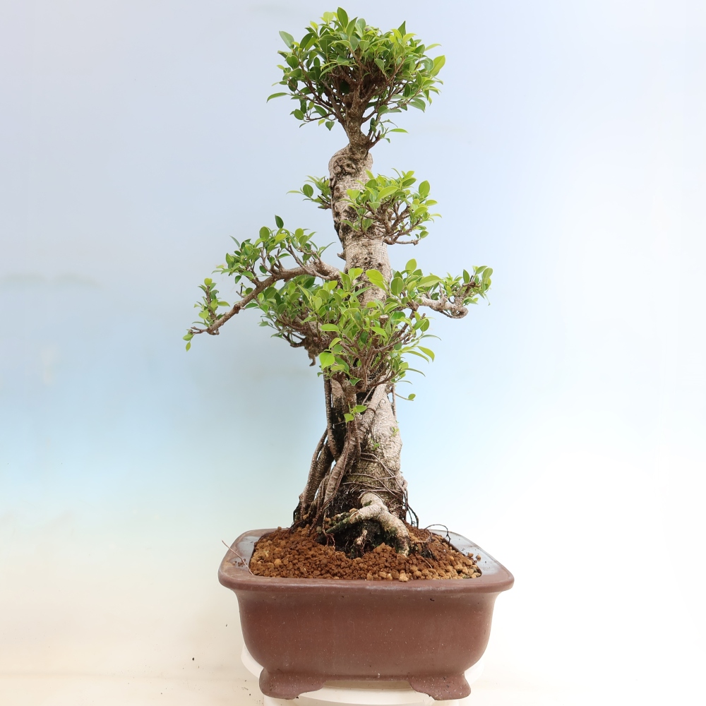 Izbové bonsaje - Ficus kimmen - drobnolistý fikus