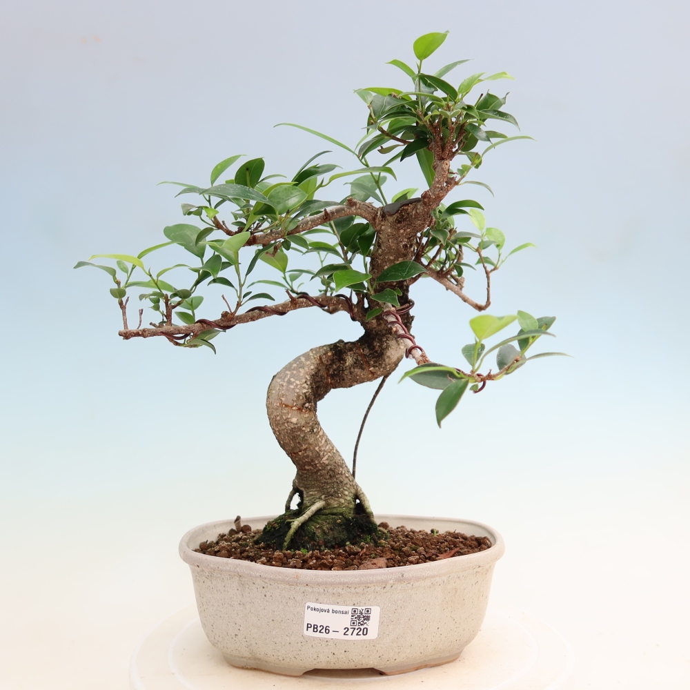Izbové bonsaje - Ficus kimmen - drobnolistý fikus