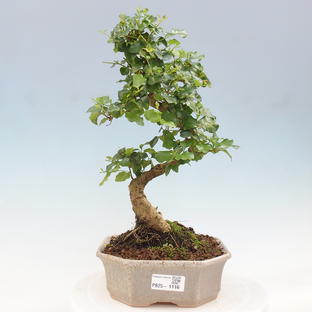 Izbová bonsai -Ligustrum chinensis - Vtáčí zob