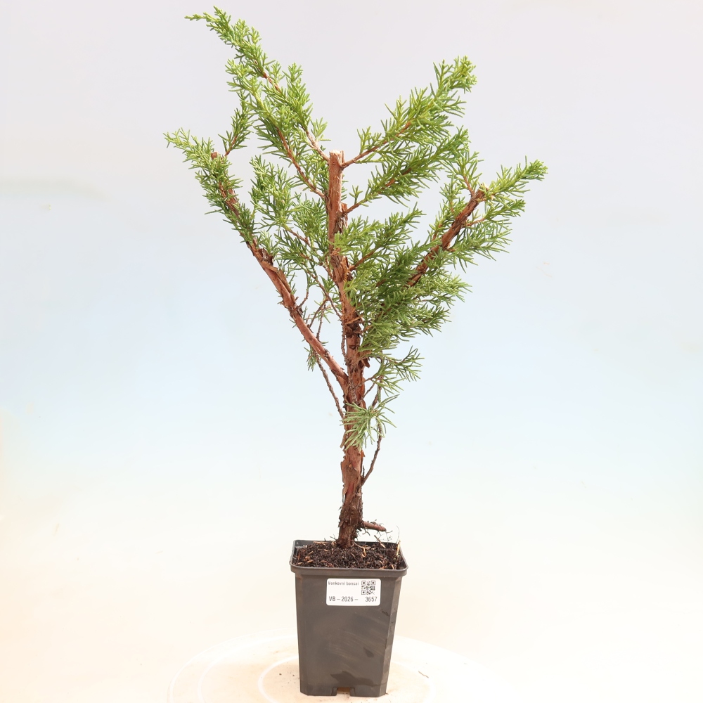 Vonkajší bonsaj - Juniperus chinensis Kishu