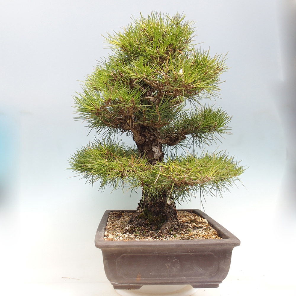 Vonkajšie bonsaje - Pinus thunbergii - borovica Thunbergova