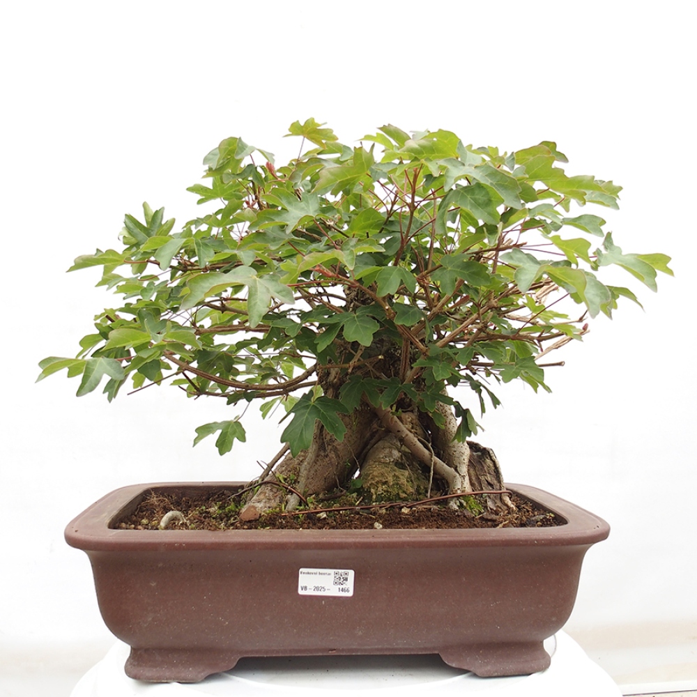 Vonkajší bonsai -Javor babyka - Acer campestre