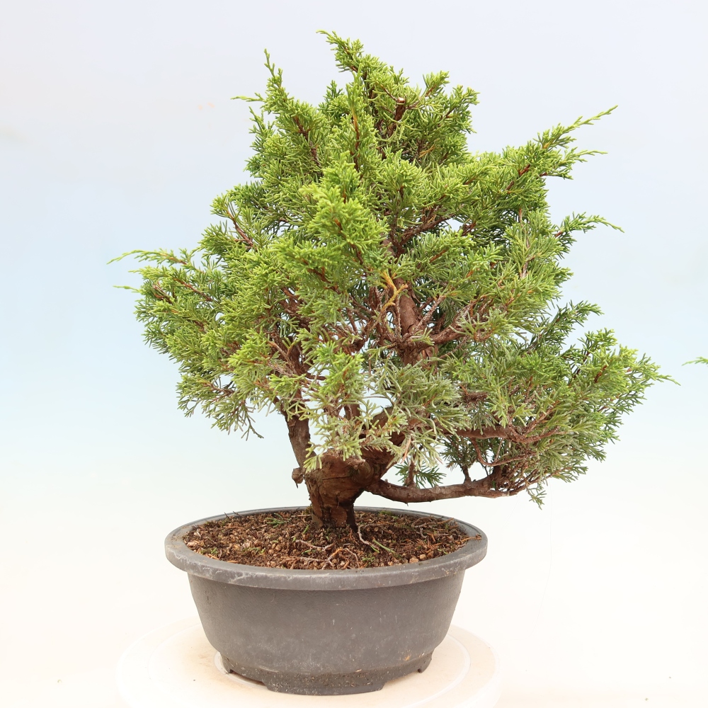 Vonkajší bonsai – Juniperus chinensis Itoigawa – čínsky jalovec