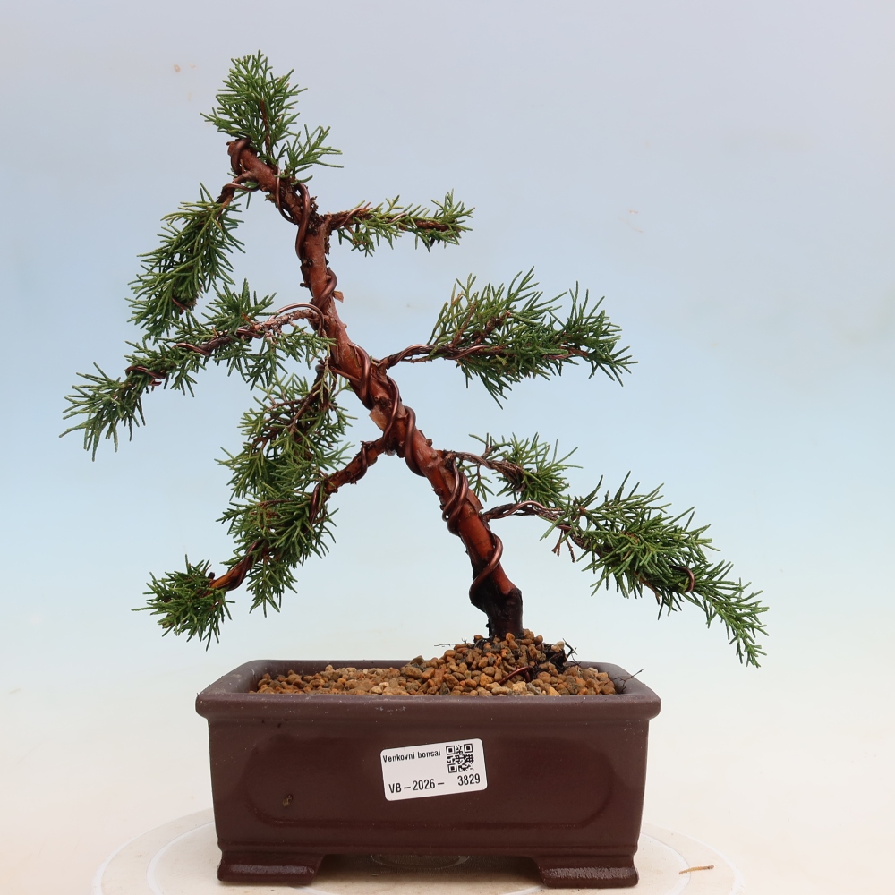 Vonkajší bonsaj - Juniperus chinensis Kishu